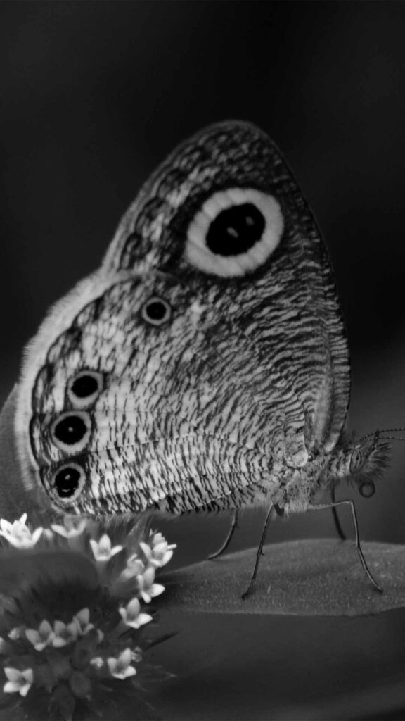 white and black butterfly wallpaper