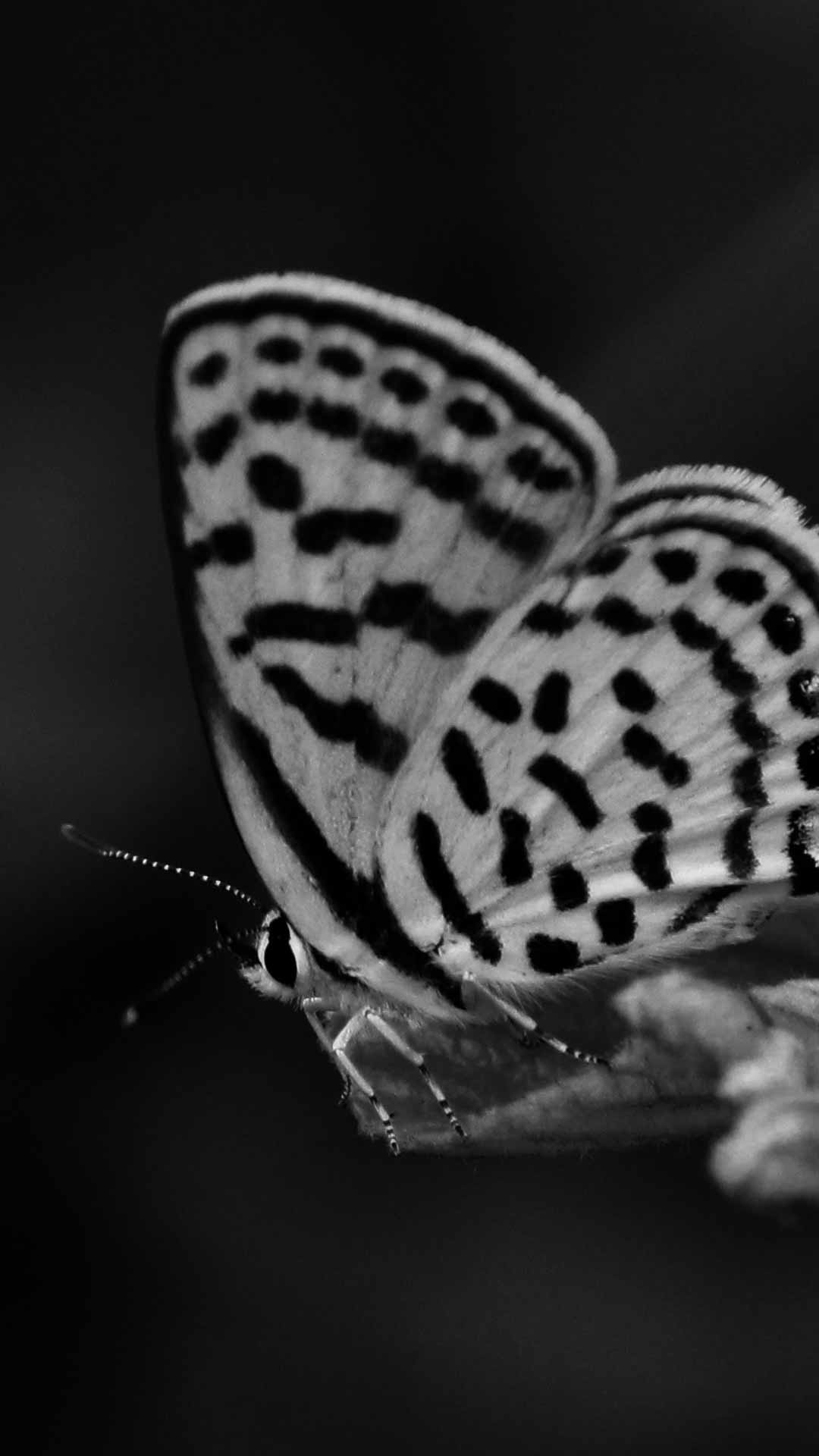 black and white wallpaper butterfly