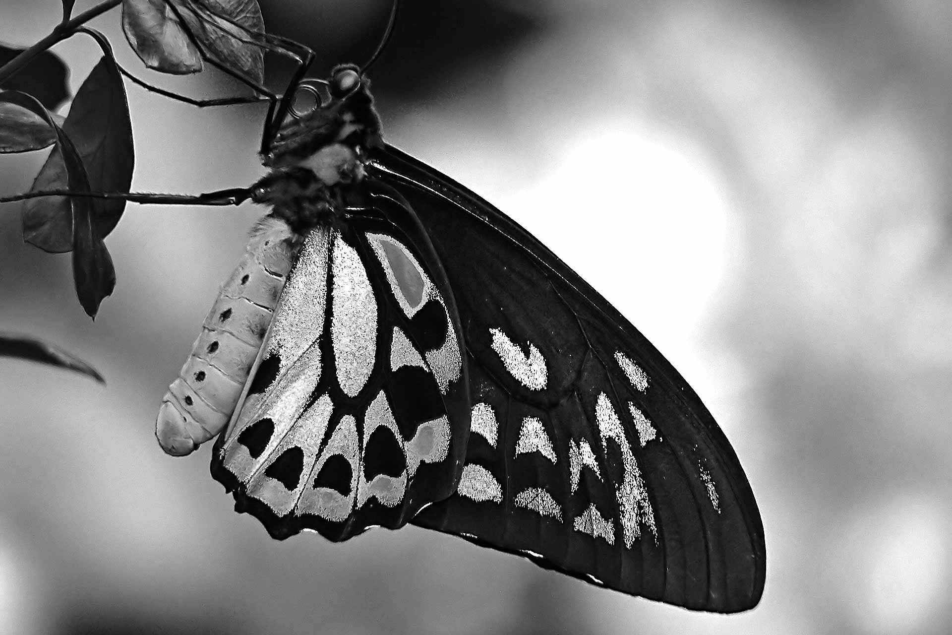 black and grey butterfly wallpaper