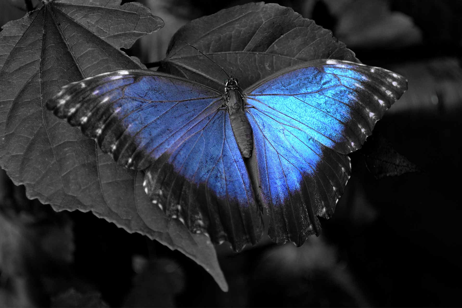 Black and Blue Butterfly Wallpaper - Black Wallpaper HD