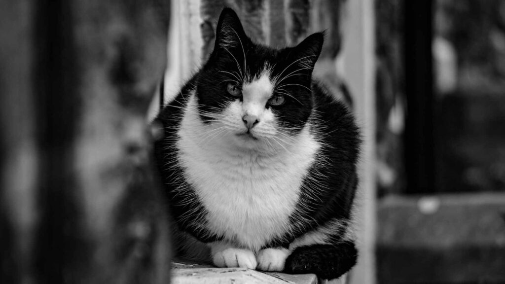 cat wallpaper black and white