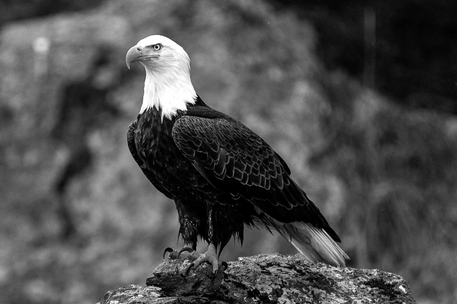 eagle wallpaper black and white