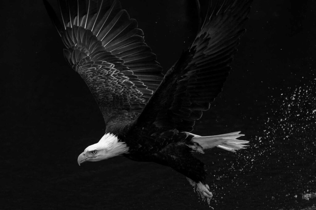 eagle with black background