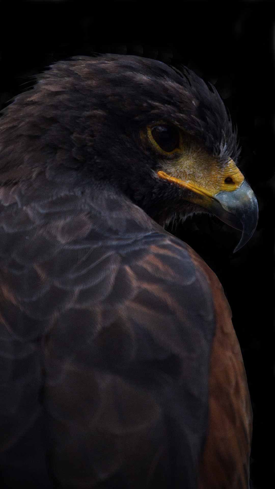 dark eagle wallpaper