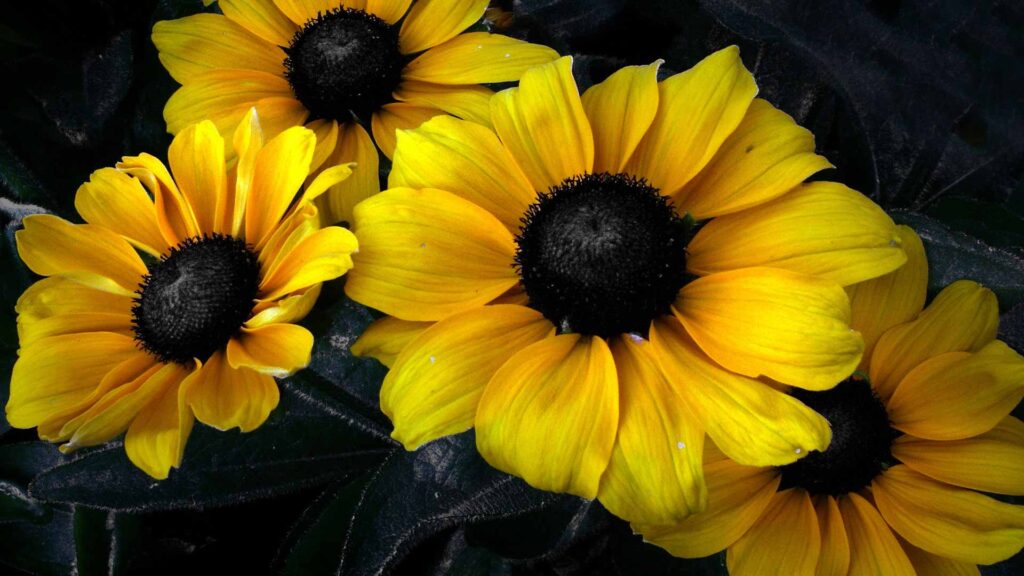 black background with yellow flowers
