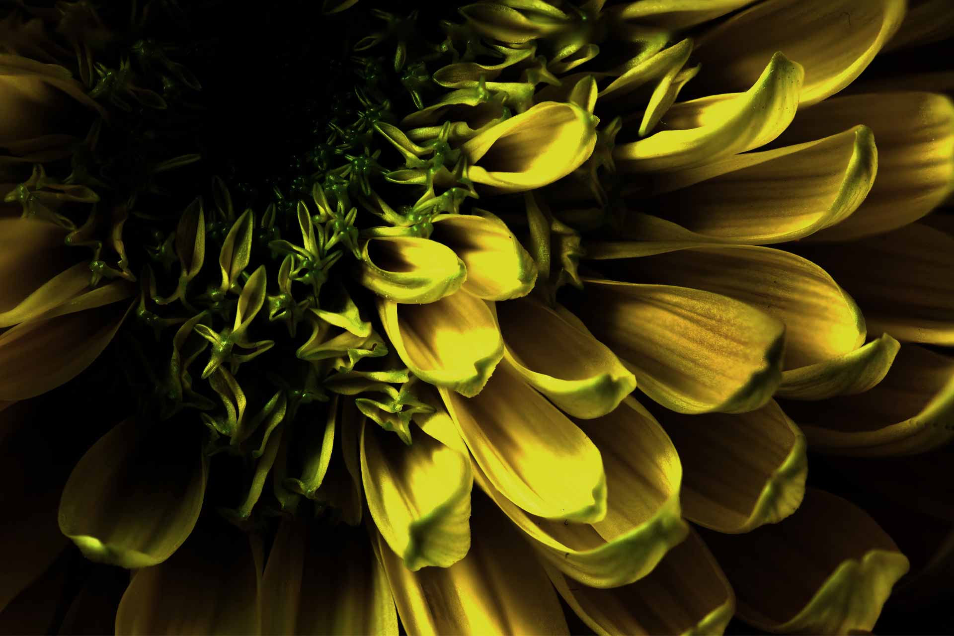 yellow flower black background