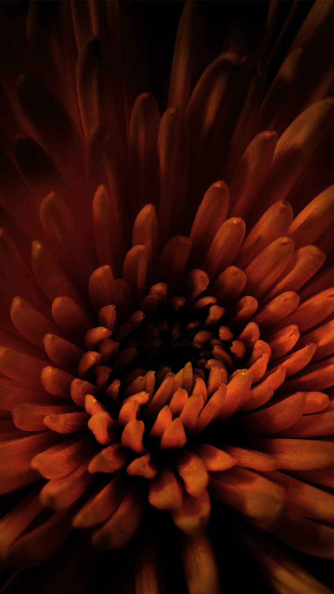 dark flower background