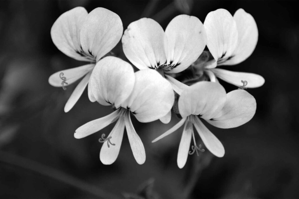 black and white flower background