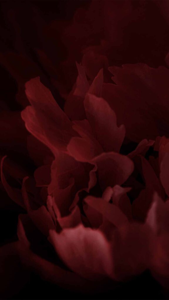 black and red flower wallpaper