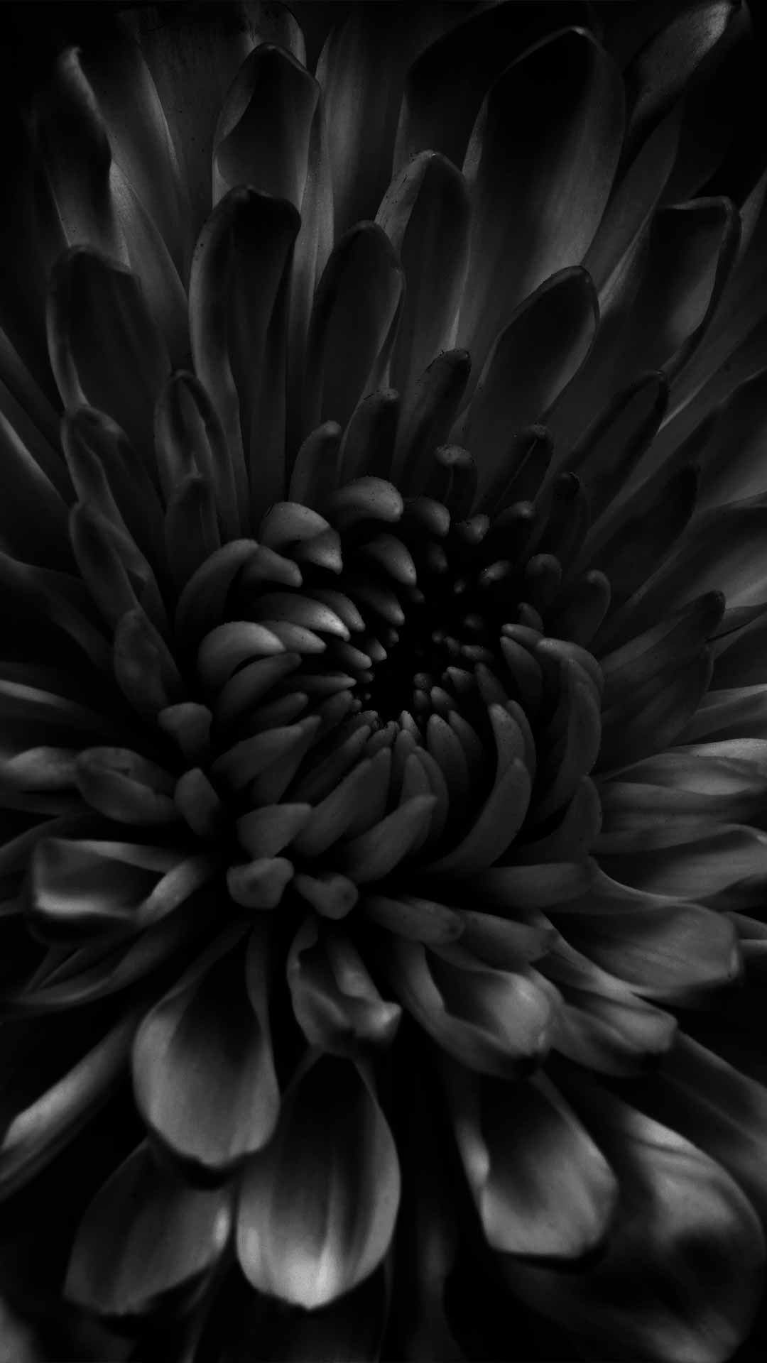 black background flower wallpaper
