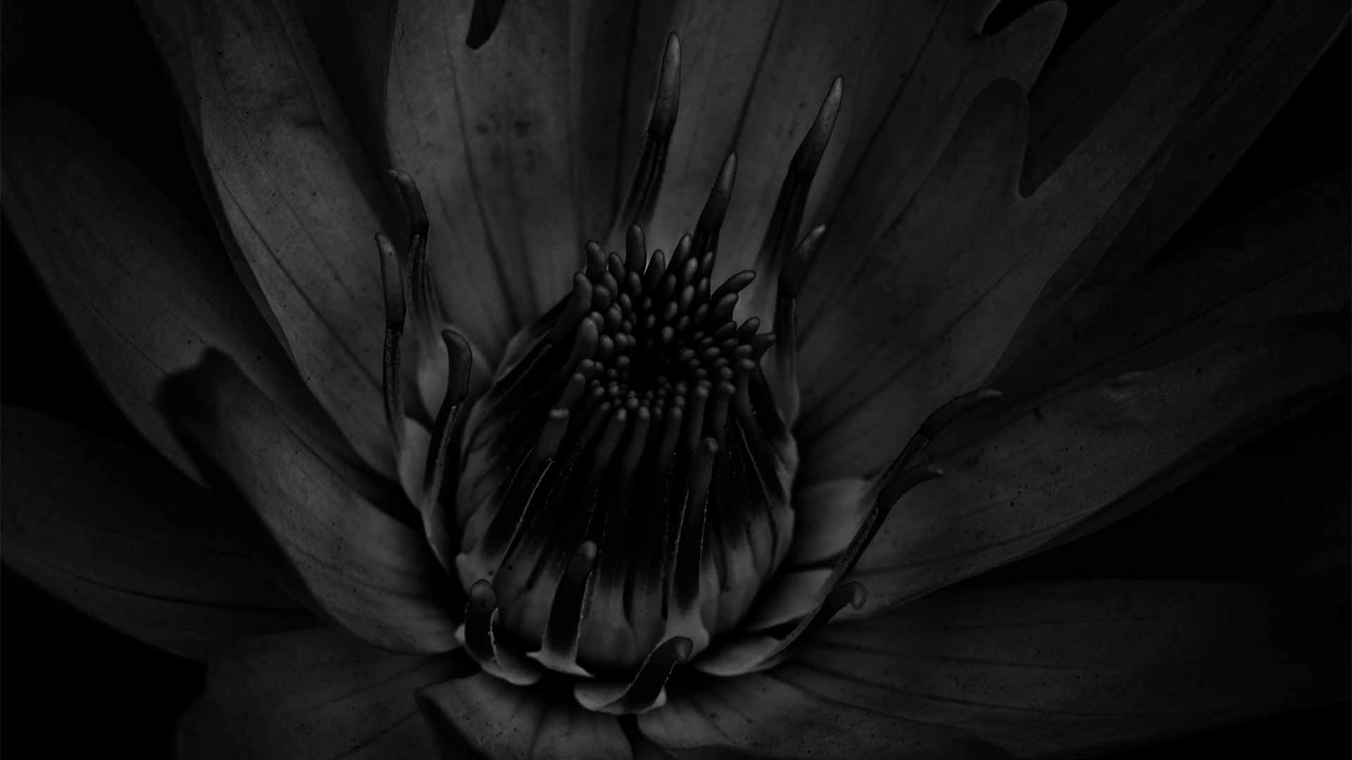 flower black background hd