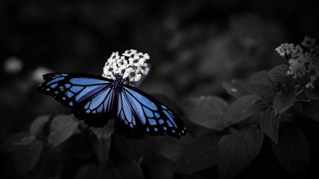 beautiful butterfly dark wallpaper