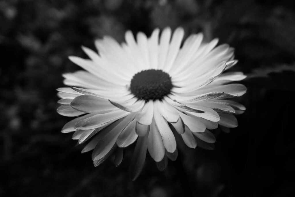black and white daisy image