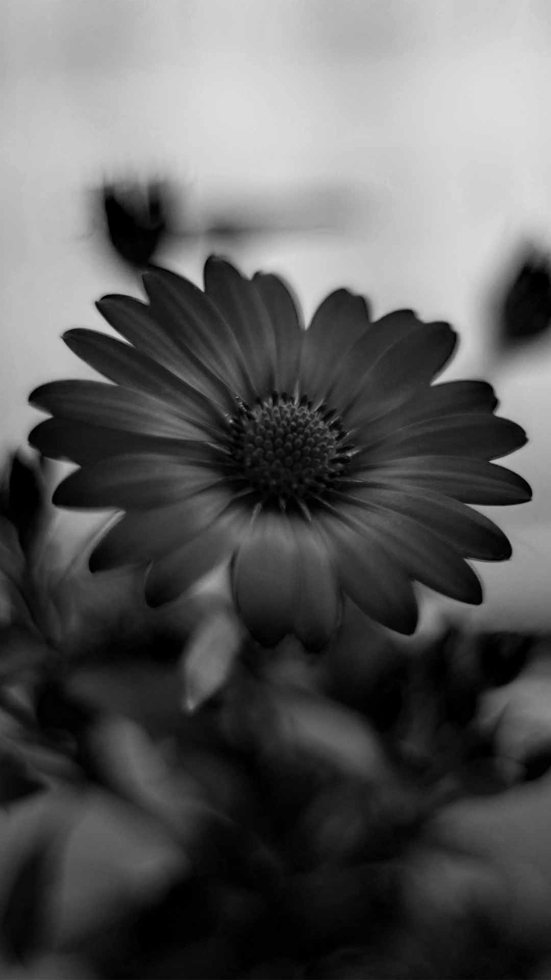 black daisy pictures