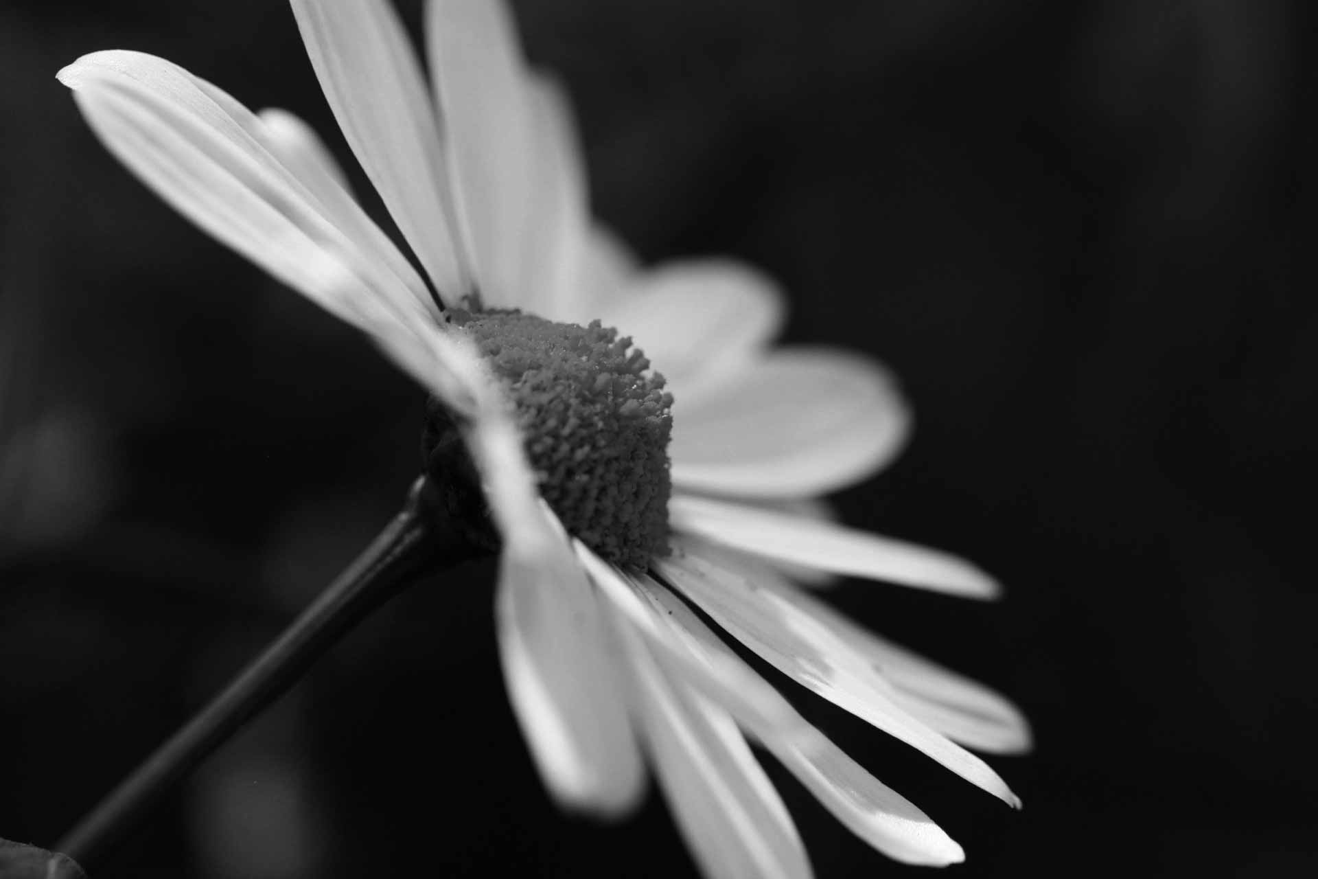 daisy wallpaper black and white