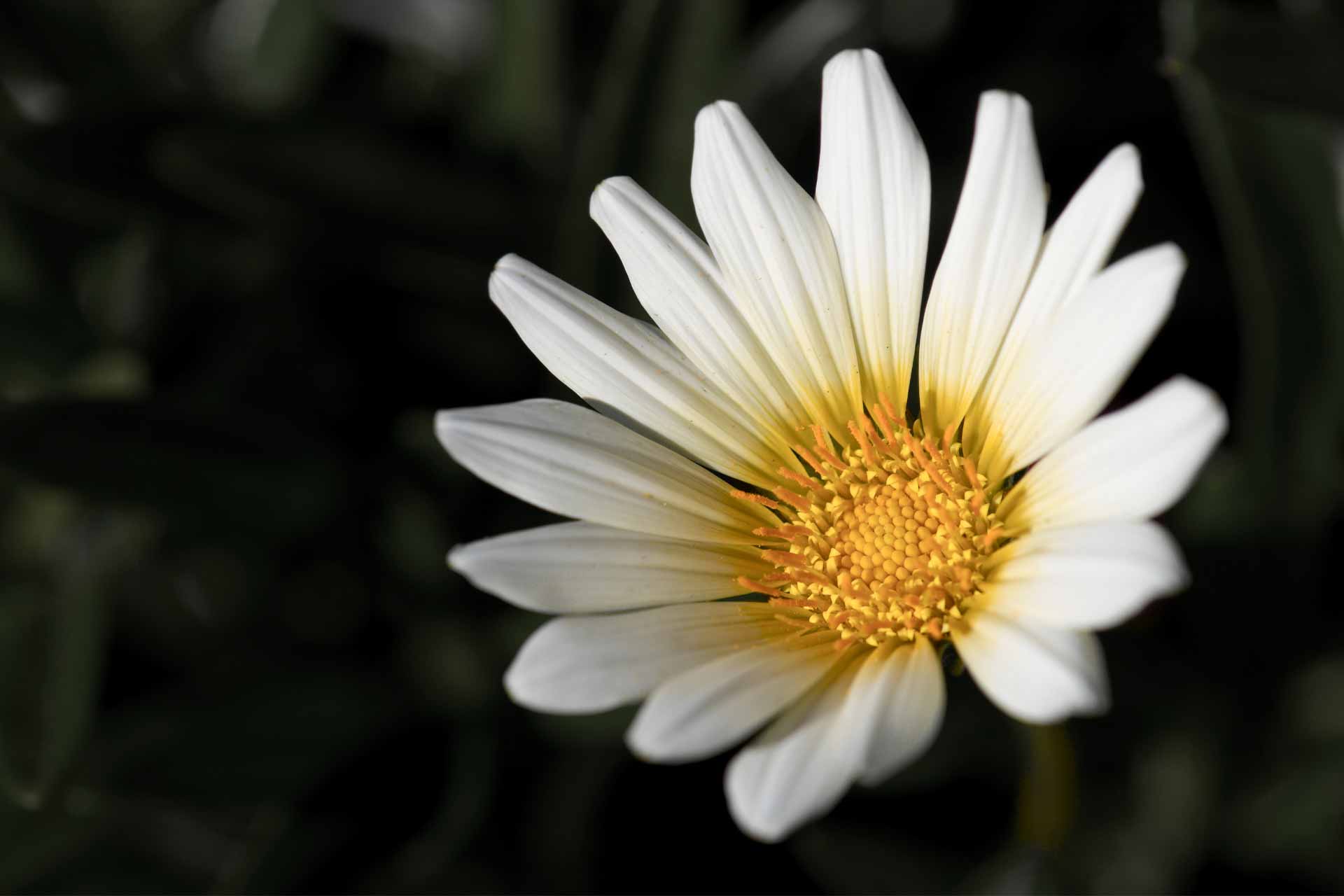 dark daisy background image