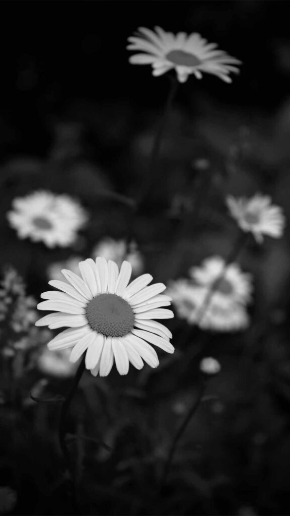 black white daisy photo