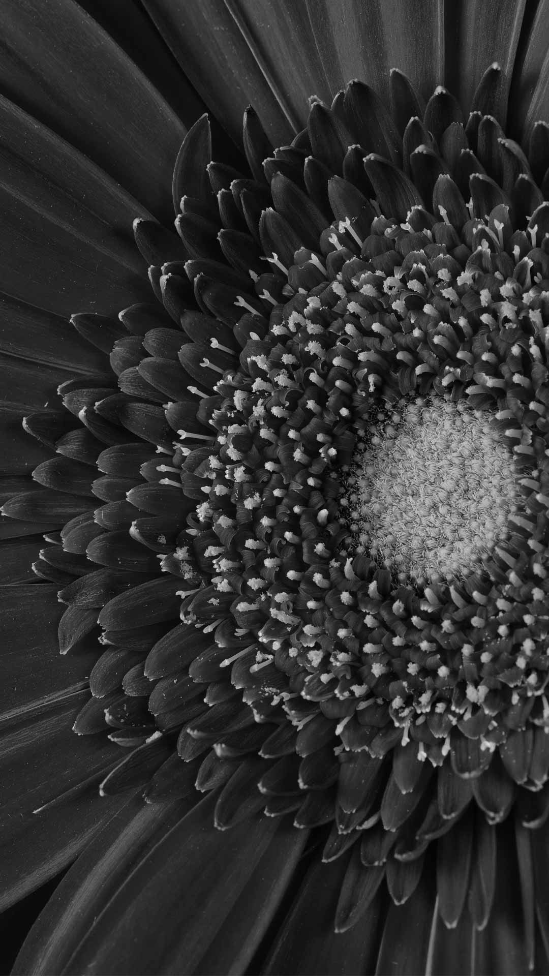 wallpaper black daisy
