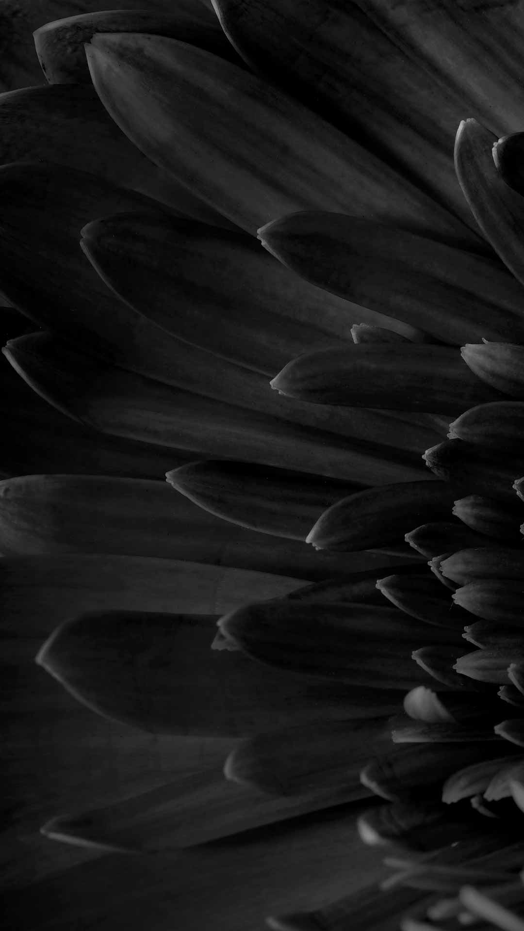 black daisy wallpaper full hd image