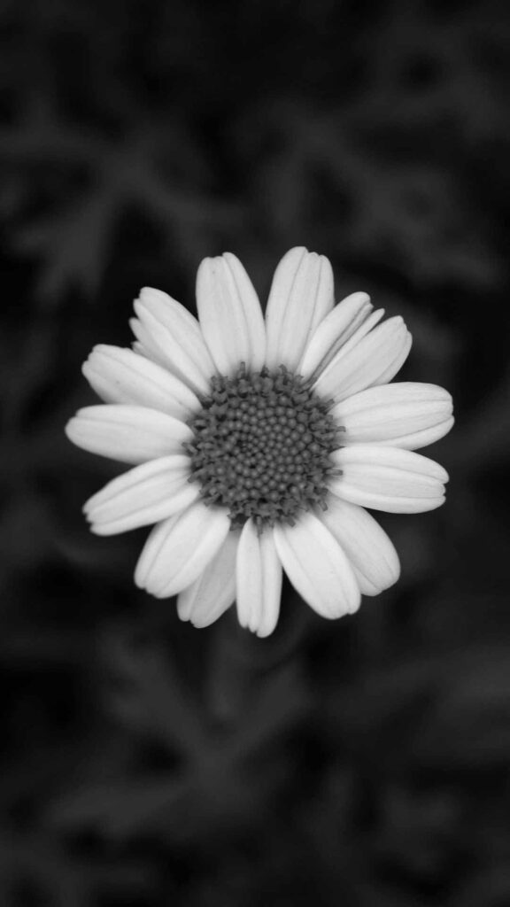 daisy flower black image