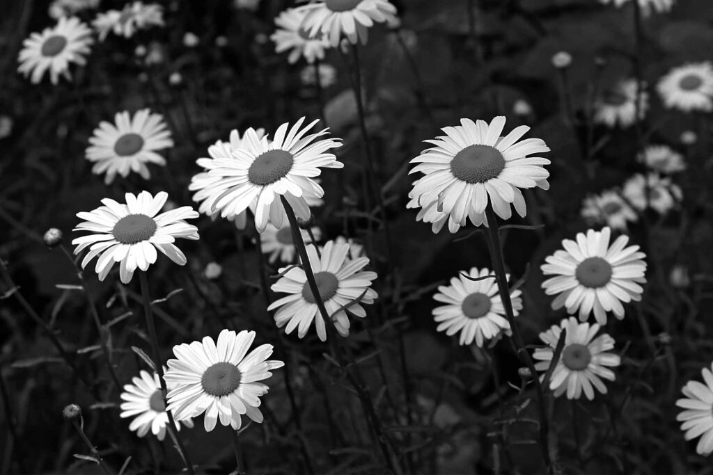 black and white daisies wallpaper