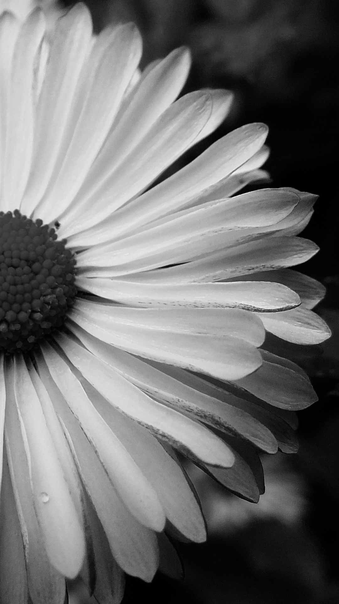 black and white daisy wallpaper