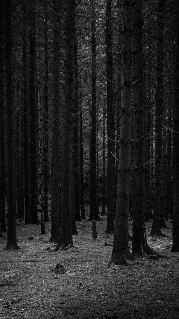 Dark Forest Wallpaper 1080x1920 - Black Wallpaper HD