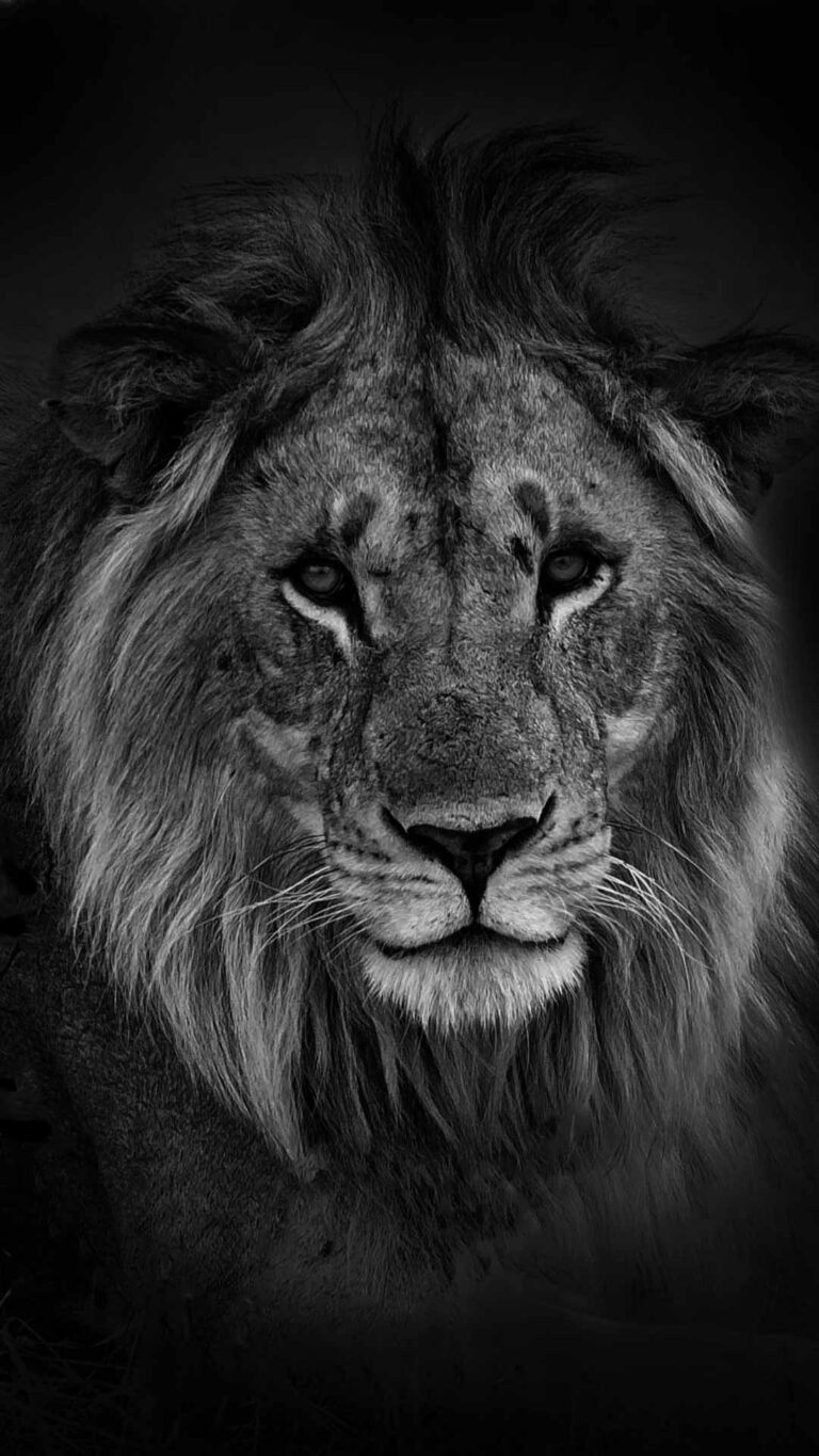 Black Lion Image - Black Wallpaper HD