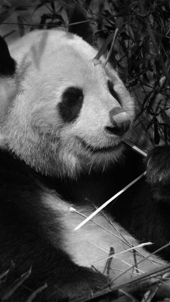 dark panda background hd