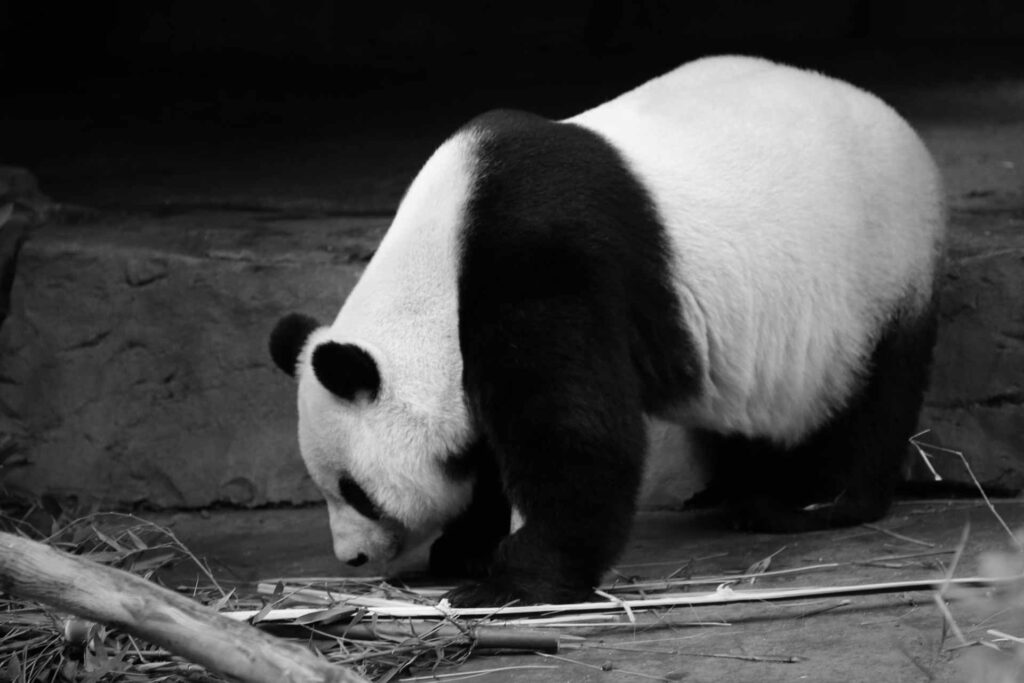 black panda image