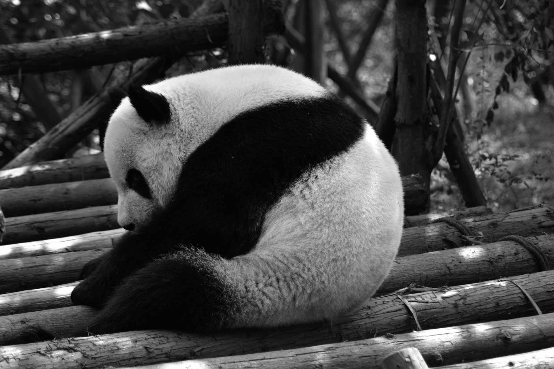 panda black and white wallpaper hd