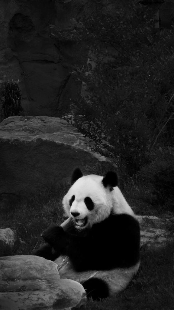 panda image 1080x1920