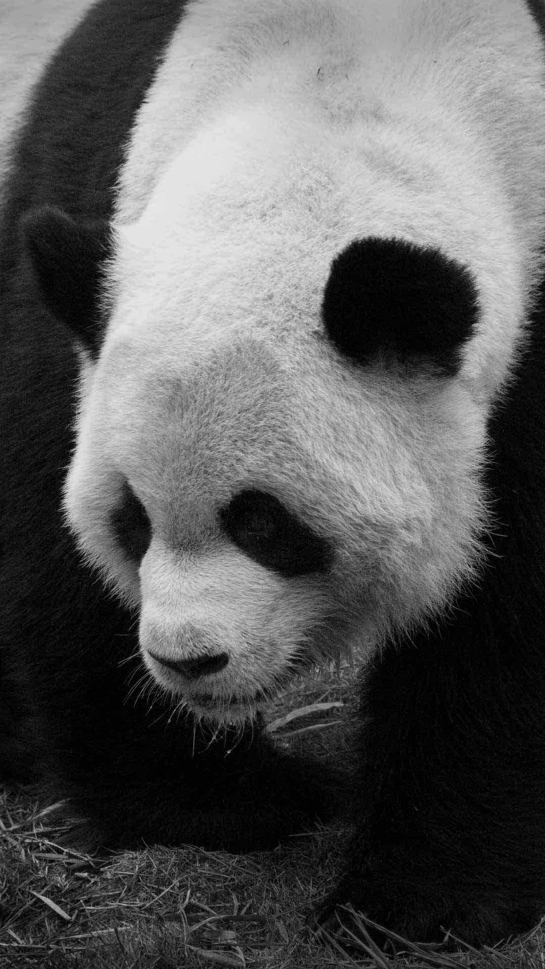 black and white panda pictures