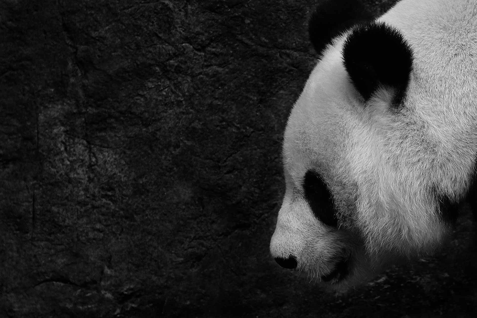 panda wallpaper black background