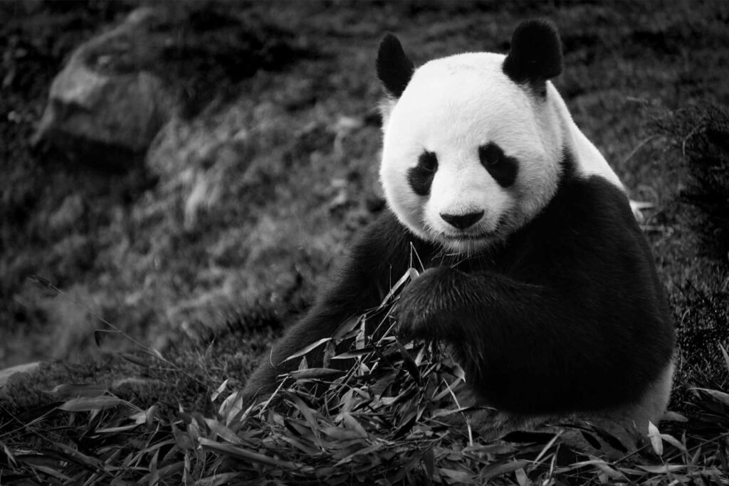 black and white panda wallpaper