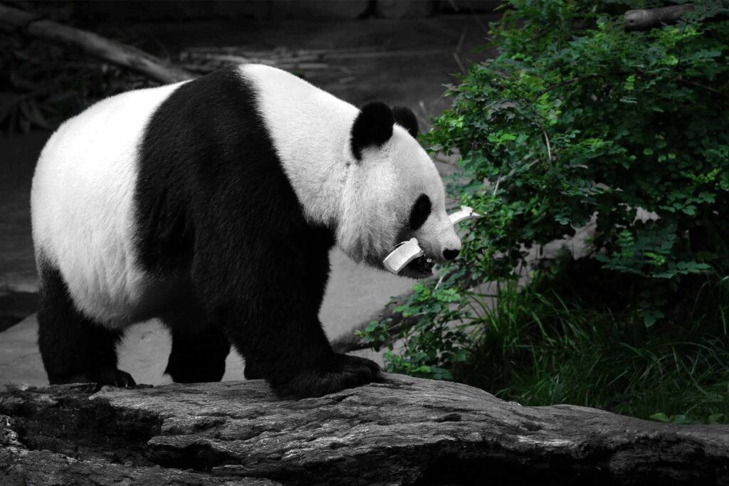 panda wallpaper for desktop