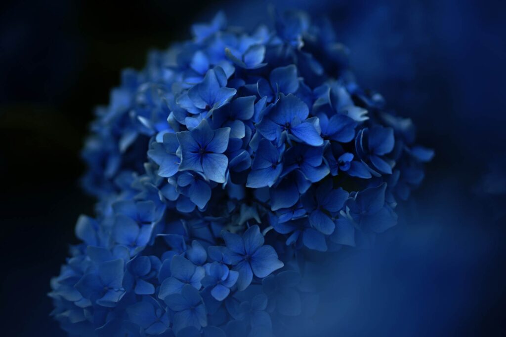 blue flower dark image