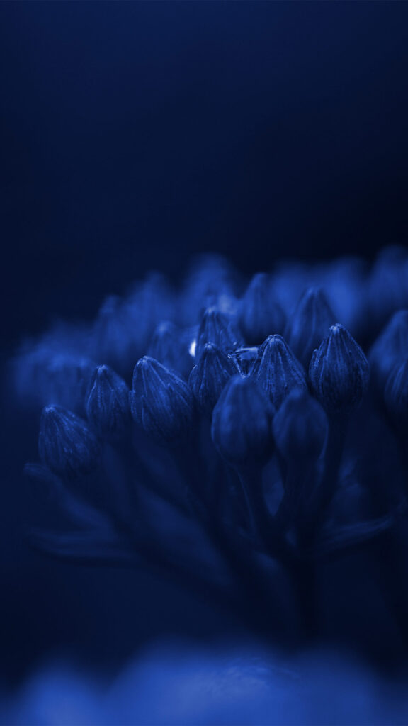 blue flower with black background