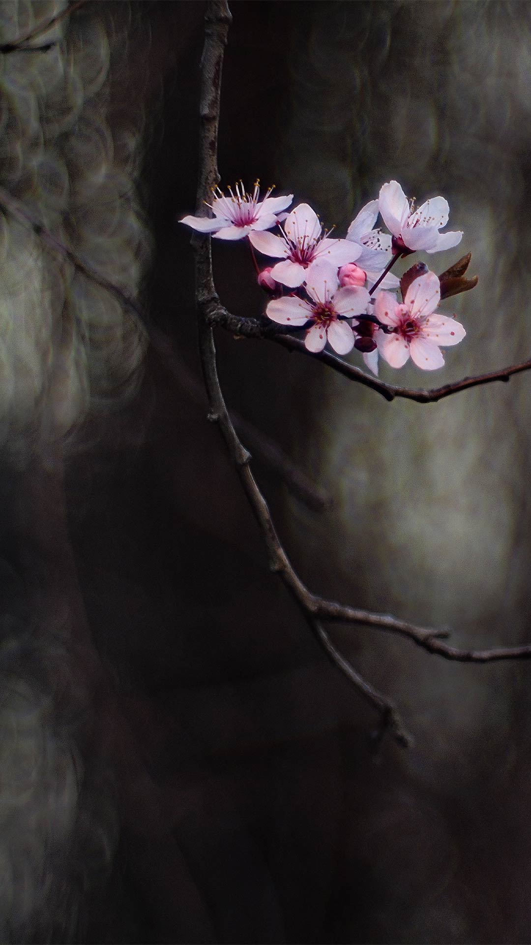 dark nature blossom image