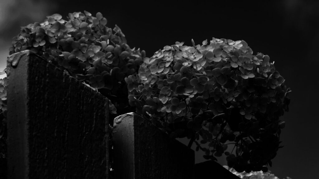 flower dark background 1920x1080 size