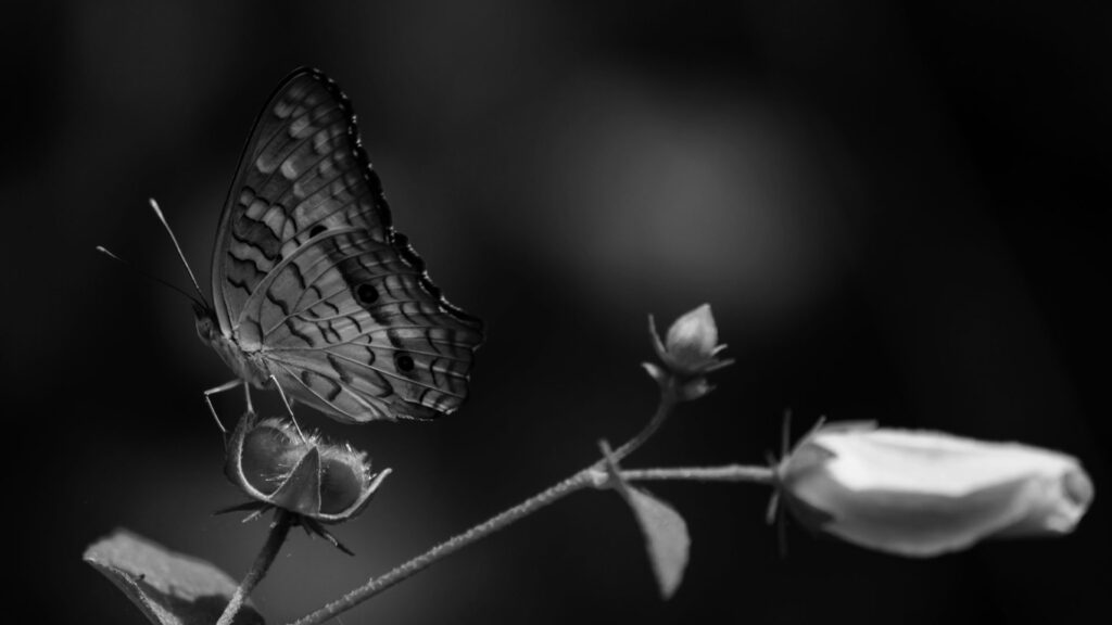 butterfly black wallpaper 1920x1080