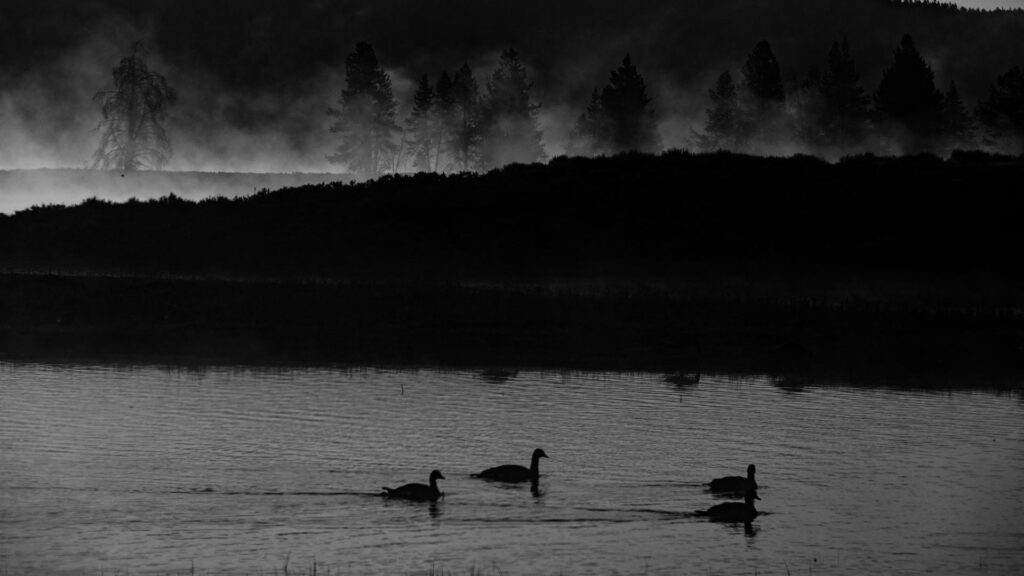 lake duck black wallpaper 1920x1080