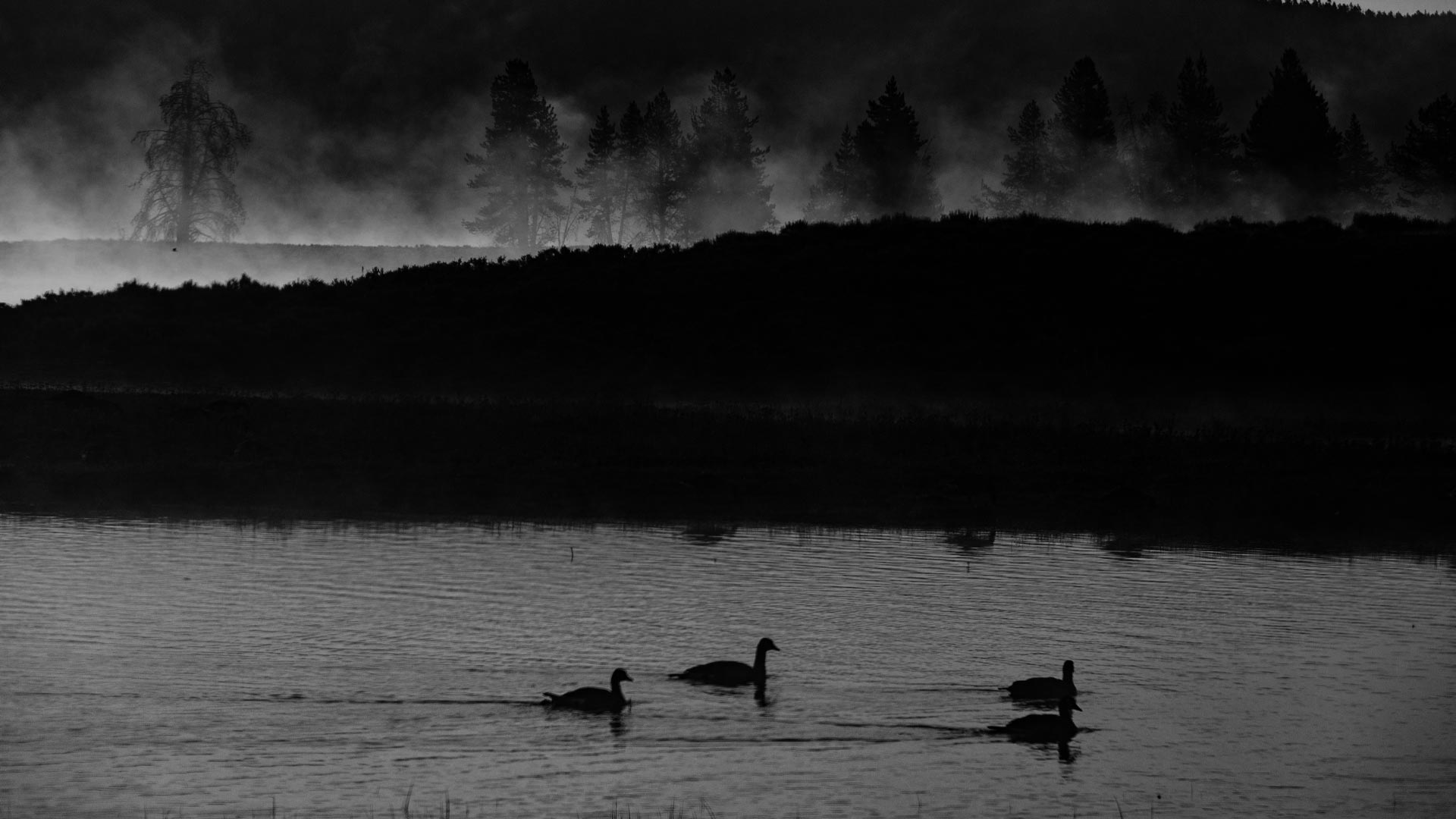 lake duck black wallpaper 1920x1080