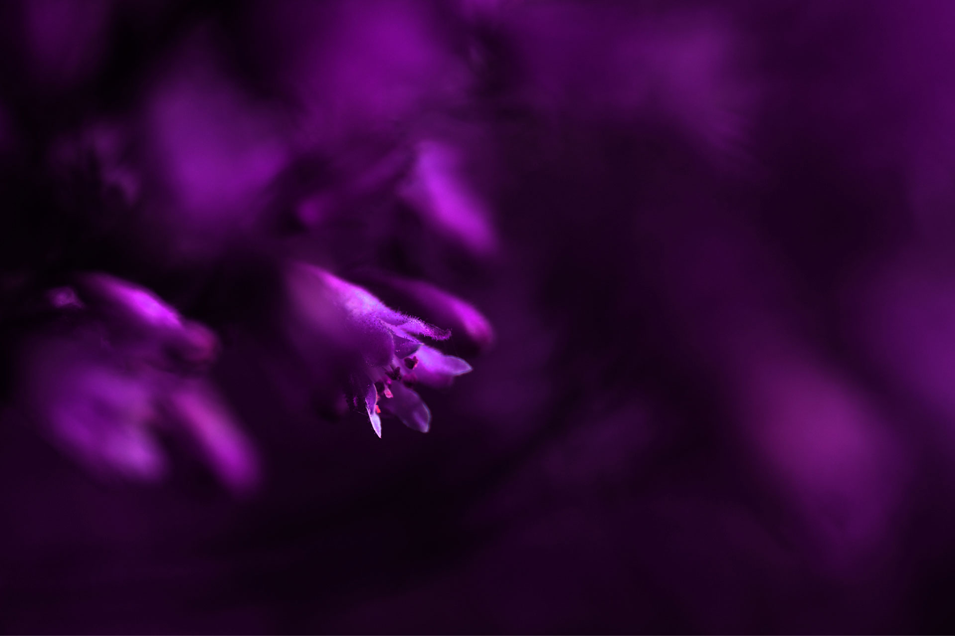 purple and dark desktop wallpaper