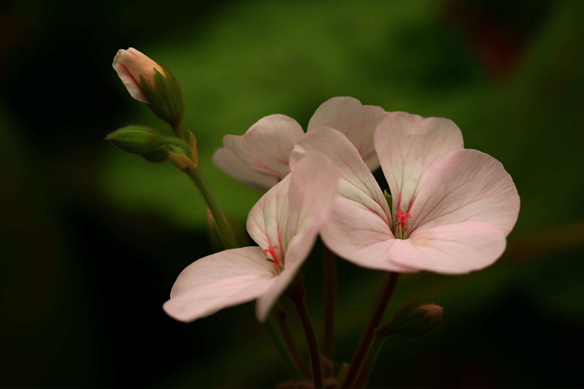 dark flower background image