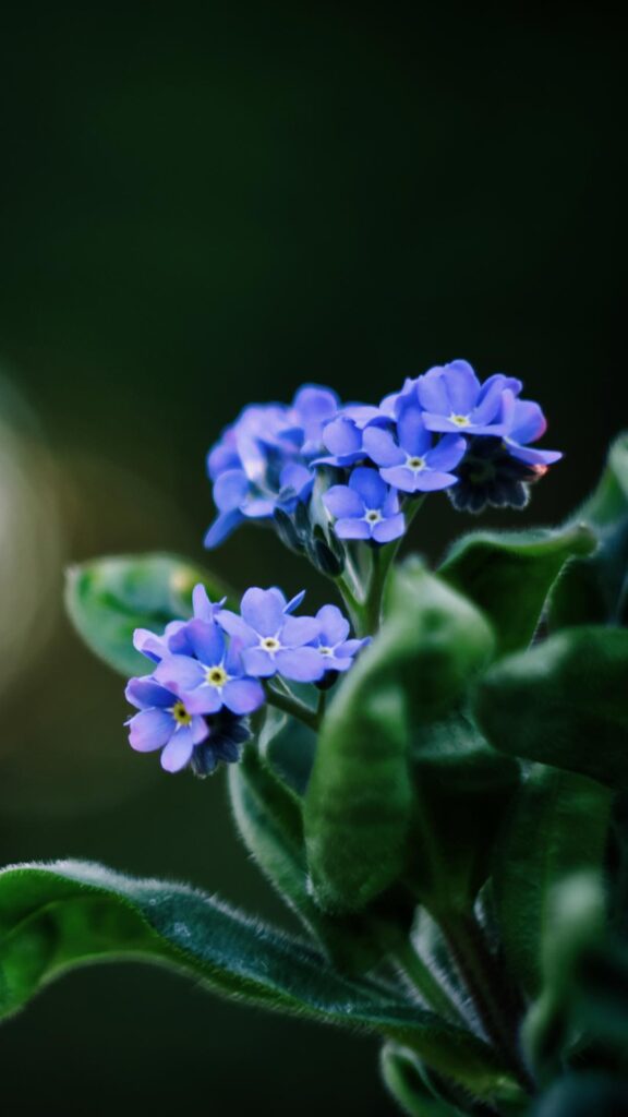 blue dark flower background picture