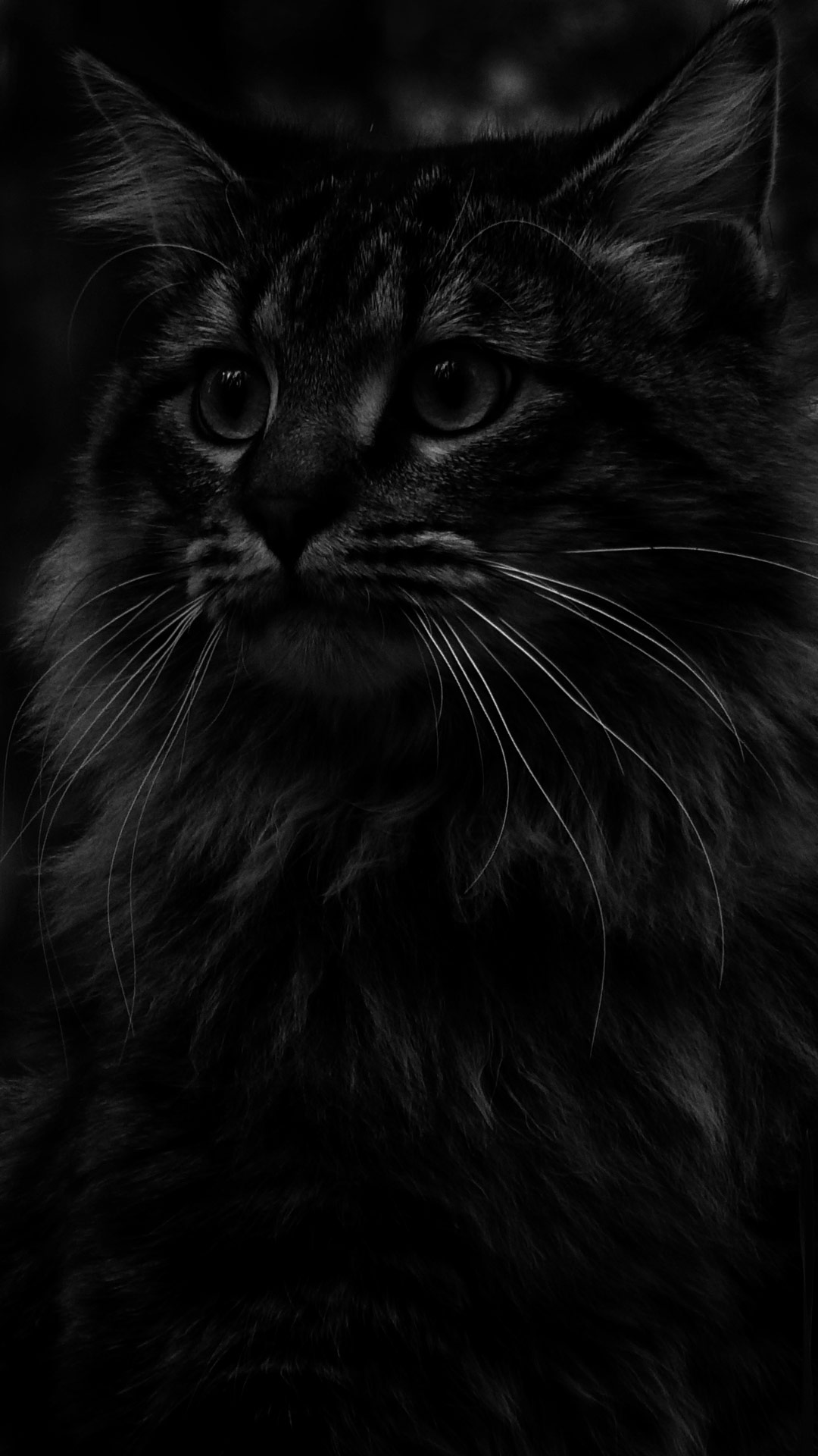 black cat wallpaper portrait