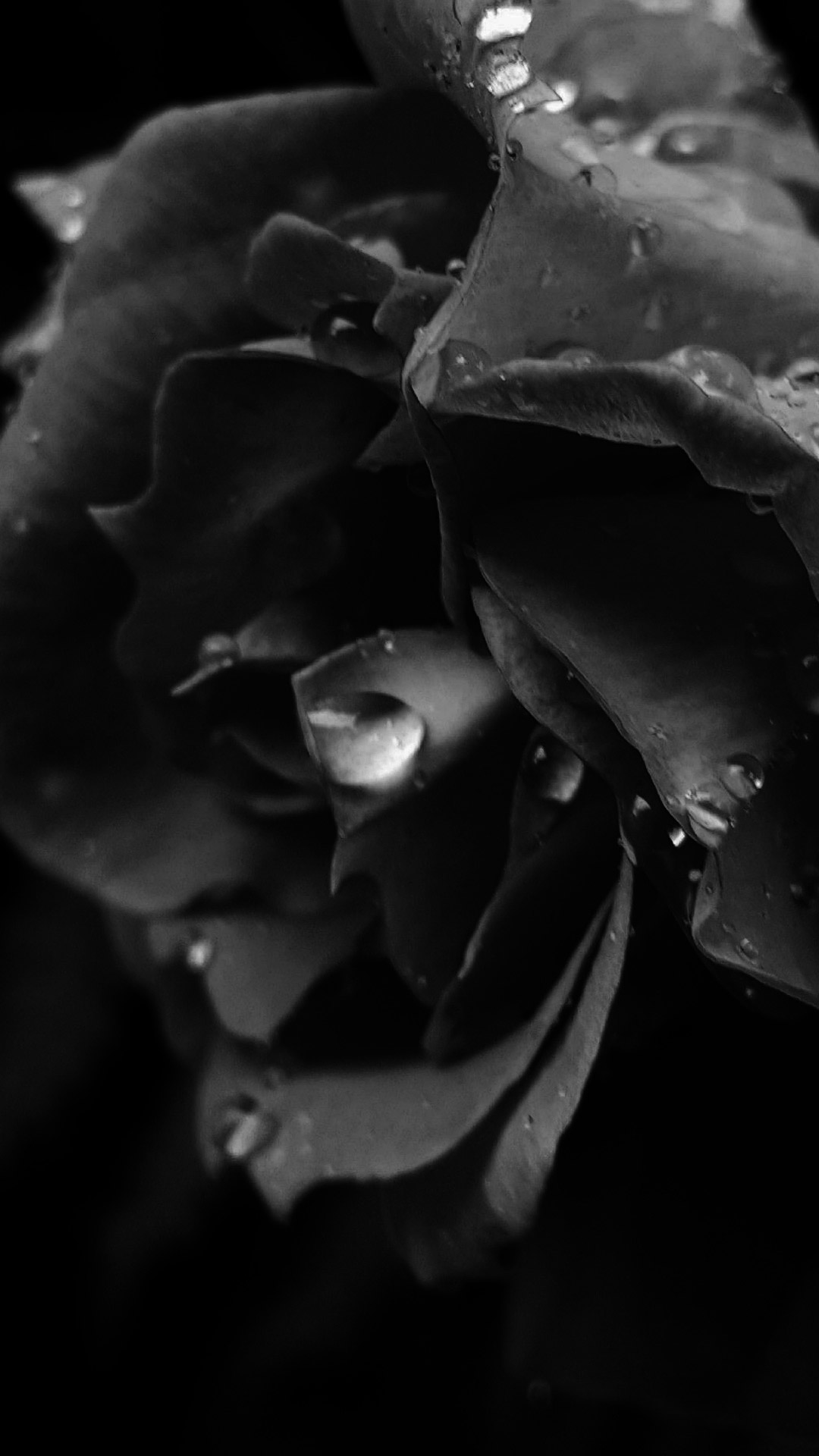 black rose wallpaper dark flower