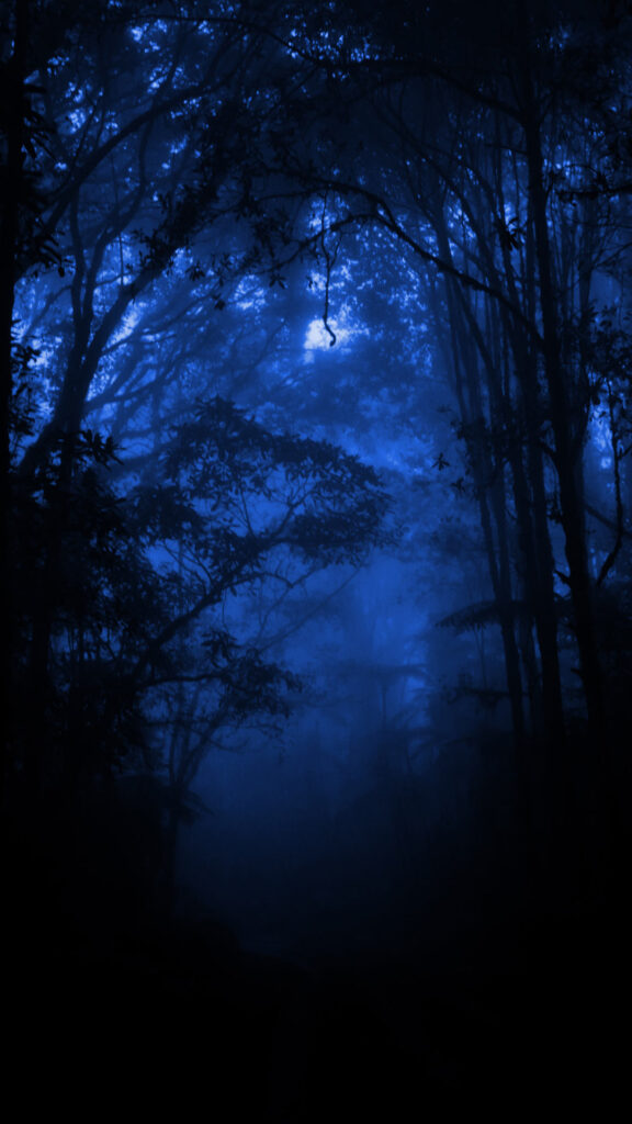 dark mode wallpaper forest image
