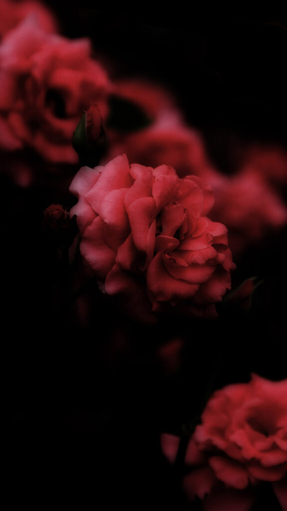 girly black phone wallpaper with flowers